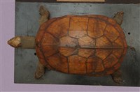 藏品(柴棺龜)的圖片